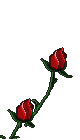 rose.gif (12513 Byte)